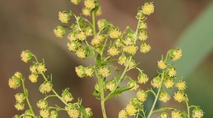 Herbal Medicine: Artemisia Annua