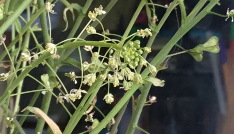 Capsella bursa-pastoris (L.) Medik.- Shershni (शेर्शनी), Karnsphota –  Himalayan Wild Food Plants