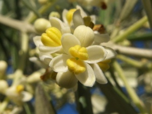 Olea europaea. Photo: Adrian 198 cm (license CC)