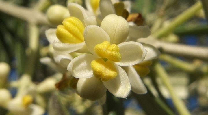 Olea europaea. Photo: Adrian 198 cm (license CC)